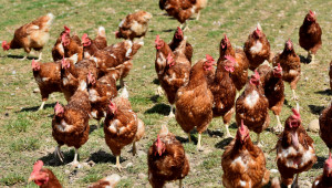 Експерт: Износителите на пилешко да не разчитат на китайския пазар - Agri.bg