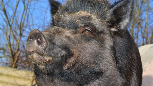 Чумата не подмина и дивите свине в Сандански