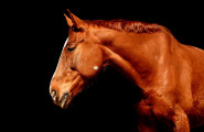 Асоциация за възстановяване и развитие на породите Плевенски кон и Гидран