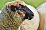 Асоциация за развъждане на Плевенска черноглава овца - лого на компанията