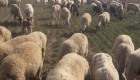 продавам елитни овце - Снимка 1