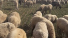 продавам елитни овце - Снимка 4