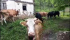 Продавам крави и телета - Снимка 2