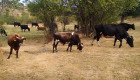 Продавам стадо крави и телета - Снимка 1