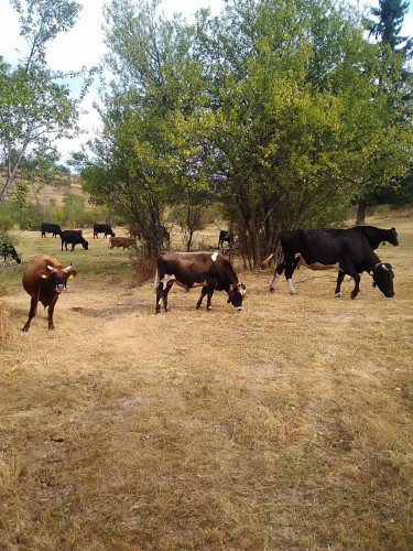 Продавам стадо крави и телета - Снимка 1