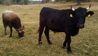 Продавам стадо крави и телета - Снимка 2