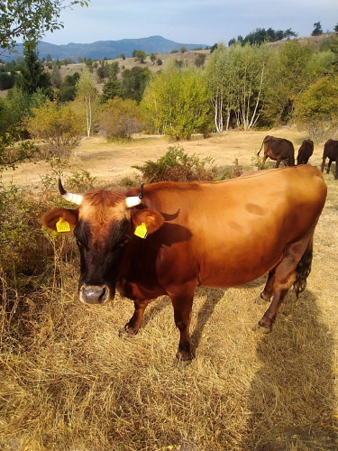 Продавам стадо крави и телета - Снимка 3