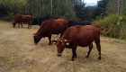 Продавам стадо крави и телета - Снимка 4