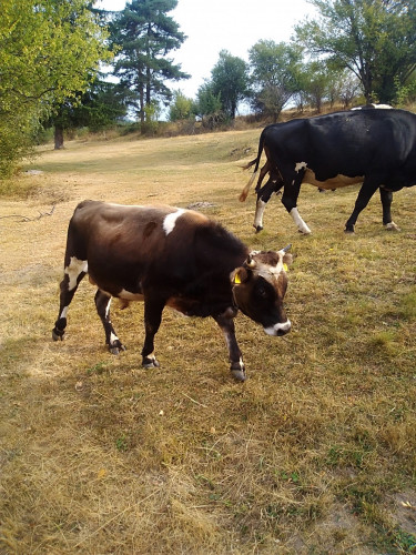 Продавам стадо крави и телета - Снимка 5