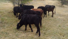 Продавам стадо крави и телета - Снимка 6