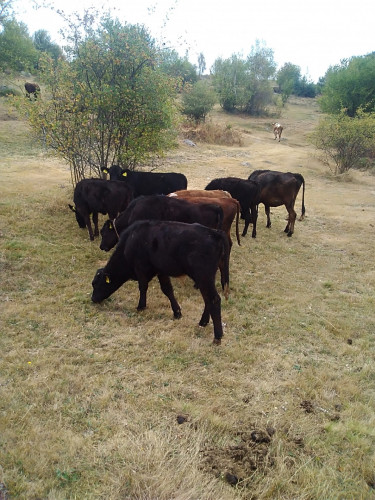 Продавам стадо крави и телета - Снимка 6