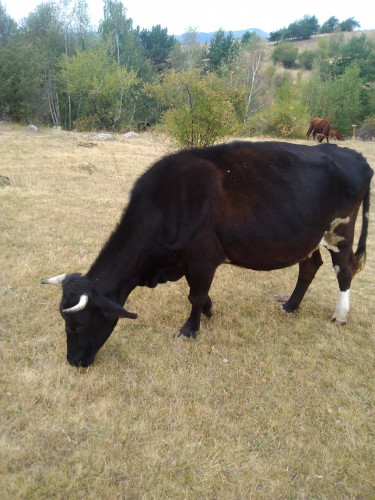 Продавам стадо крави и телета - Снимка 7