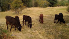 Продавам стадо крави и телета - Снимка 8