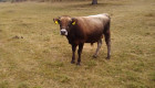 Продавам стадо крави и телета - Снимка 9