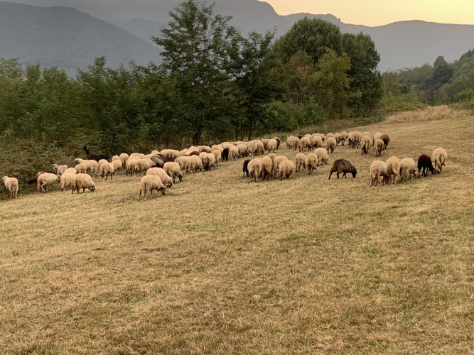 Продавам стадо овце - Снимка 1