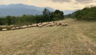 Продавам стадо овце - Снимка 2