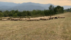 Продавам стадо овце - Снимка 3