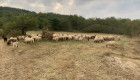 Продавам стадо овце - Снимка 4