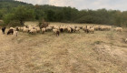 Продавам стадо овце - Снимка 5