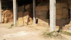 Квадрантни бали сено от просо - Снимка 2