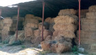 Квадрантни бали сено от просо - Снимка 3