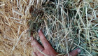 Квадрантни бали сено от просо - Снимка 4