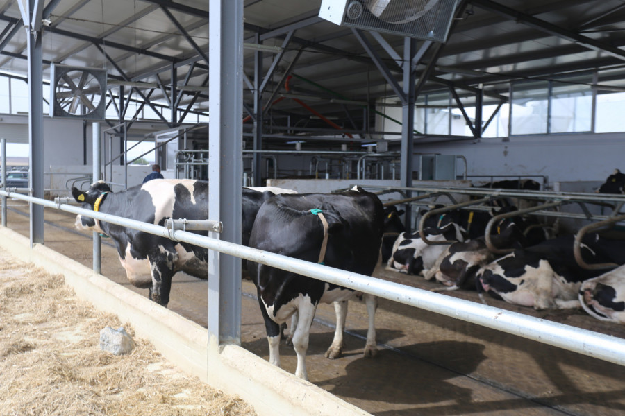 Крави си чакат реда за роботно доене в ямболска ферма - Снимка 1