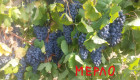 Продавам грозде - Мерло и Мавруд - Снимка 4