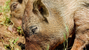 Нов случай на чума по свинете в Сандански - Agri.bg