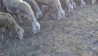 Продавам овце - Снимка 4