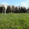 Ферма за отлеждане на овце - Агро Имоти