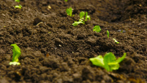 Грижата за почвите в дневния ред на европейските министри - Agri.bg