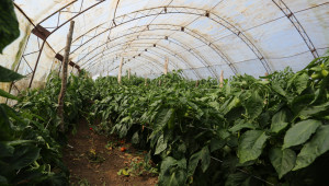 Учат фермери на интегрирана растителна защита в оранжерии