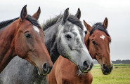 Асоциация на коневъдите в България