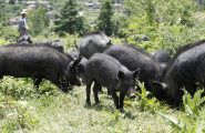 Асоциация за развъждане и съхранение на източнобалканската свиня