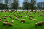 Сдружение „Развъдна асоциация на аборигенни породи овце от Западна България”