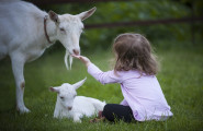Сдружение „Асоциация за развъждане на млечни породи кози” - лого на компанията