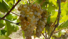Бяло грозде за вино - отлично качество - Снимка 1