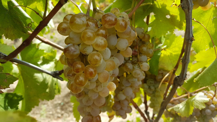Бяло грозде за вино - отлично качество - Снимка 1