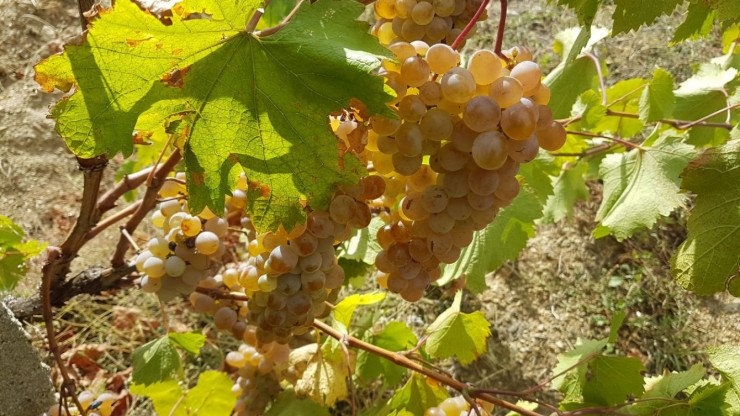 Бяло грозде за вино - отлично качество - Снимка 2