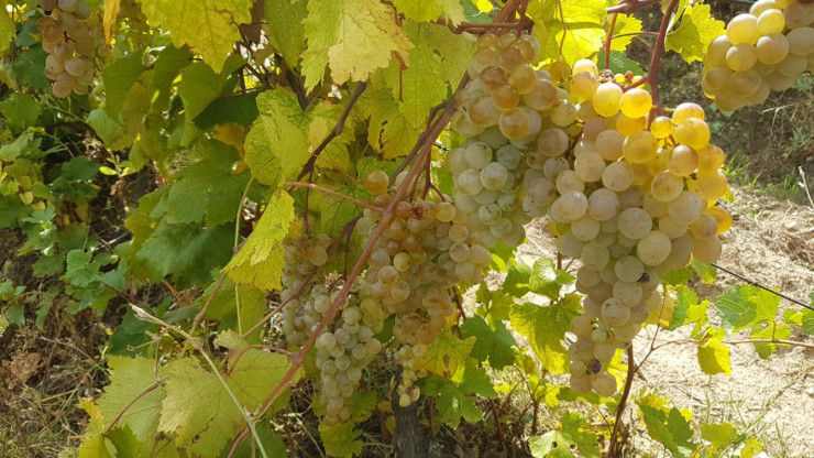 Бяло грозде за вино - отлично качество - Снимка 3