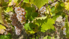 Бяло грозде за вино - отлично качество - Снимка 4
