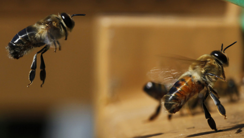 Какво се случва с „чумата“ по пчелите - американския гнилец?