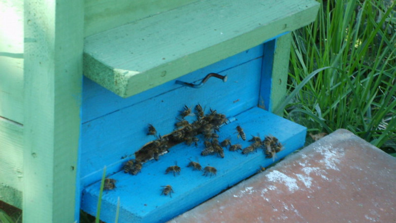 Отпускат 4,5 млн. лева de minimis за пчеларите