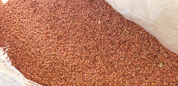 Продавам семена пшеница и ечемик – АгроБорса | Agri.BG