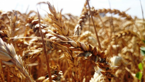 Стопани: Производството на пшеница е скъпо удоволствие