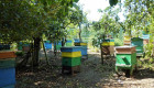 Продавам 30 пчелни семейства с кошери ДБ - Снимка 1