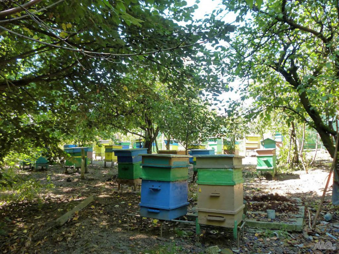 Продавам 30 пчелни семейства с кошери ДБ - Снимка 2