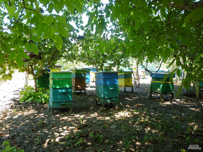 Продавам 30 пчелни семейства с кошери ДБ - Снимка 3