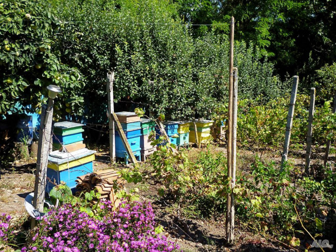 Продавам 30 пчелни семейства с кошери ДБ - Снимка 4